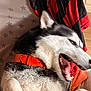 Togo participe au concours pour gagner de l'argent avec cette photo : dog, husky, animal, pet, collar, black_and_white, fur, indoor, wallpaper, stars, red_clothing, orange_collar, mouth_open, teeth, ears, fur_texture, close_up, portrait, domestic_animal, canine