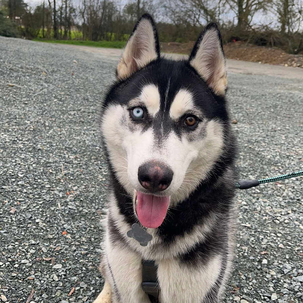 Togo participe au concours pour gagner de l'argent avec cette photo : animal, blue_eye, brown_eye, canine, cloudy_sky, collar, dog, ears_up, fur, gravel, happy, heterochromia, leash, nature, outdoor, pet, portrait, siberian_husky, tongue_out, trees