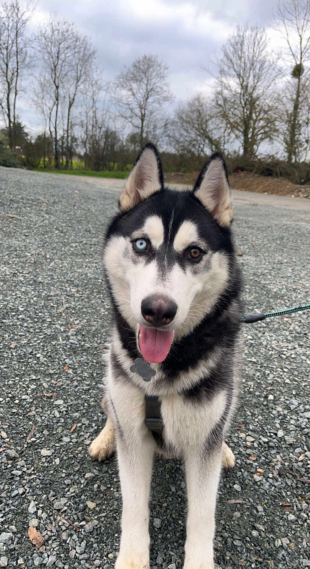 Togo participe au concours pour gagner de l'argent avec cette photo : dog, siberian_husky, heterochromia, blue_eye, brown_eye, tongue_out, outdoor, gravel, trees, cloudy_sky, pet, animal, canine, leash, collar, happy, ears_up, fur, nature, portrait