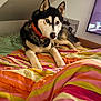 Togo a rejoint le concours — aidez-le/la à gagner de superbes lots ! husky, dog, bed, indoor, colorful_bedspread, striped_bedspread, orange_collar, chain_collar, heterochromia, blue_eye, brown_eye, pet, animal, resting, fur, ears, snout, paw, furniture, room