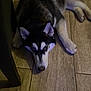 dog, husky, indoor, floor, wooden_floor, lying_down, pet, animal, canine, ears, fur, black_and_white, blue_eye, brown_eye, quiet, relaxed, house, domestic, companion, resting