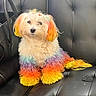 adorable, animal, color_dye, colorful, companion, cute, cute_pet, dog, domestic_animal, fashion, fluffy, fur, indoor, leather_couch, multicolor, pet, portrait, rainbow_fur, sitting, small_dog