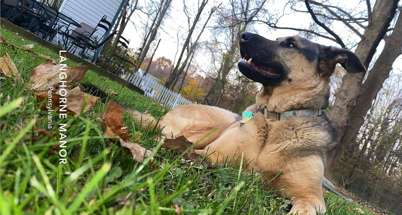Lexie is registered to the contest to win money with this photo: anatolian_shepherd_dog, canidae, carnivore, dog, dog_breed, fawn, giant_dog_breed, grass, kangal_dog, leonberger, mammal, sporting_group, vertebrate