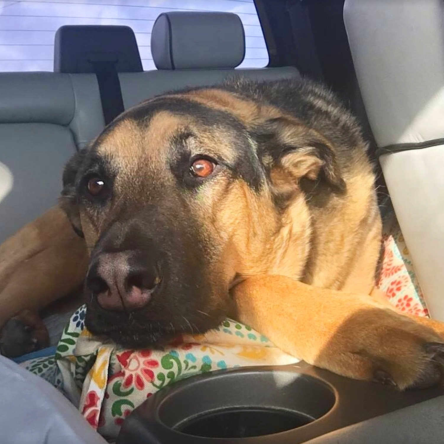 Lexie is registered to the contest to win money with this photo: black_mouth_cur, canidae, carnivore, dog, dog_breed, ear, fawn, german_shepherd_dog, guard_dog, mammal, potcake_dog, snout, sporting_group, vertebrate, whiskers