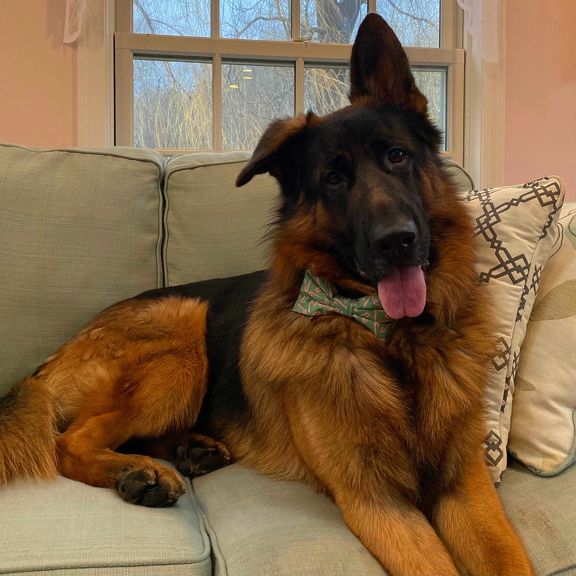 Rocky joined the competition — help win amazing prizes! accessories, animal, architecture, building, canine, couch, cushion, dog, formalwear, furniture, germanshepherd, homedecor, indoors, interiordesign, livingroom, pet, policedog, puppy, room, tie