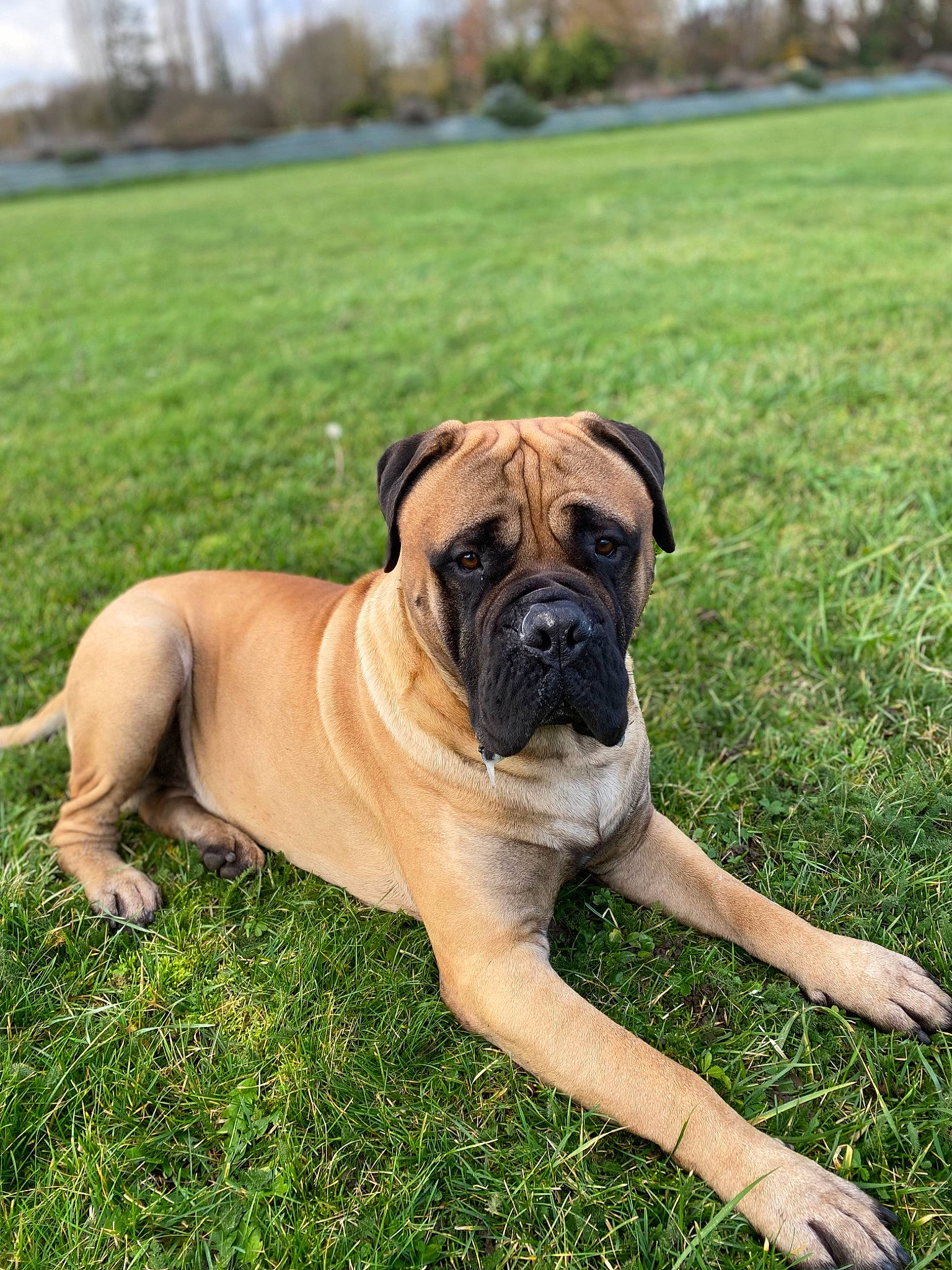 Roy a rejoint le concours — aidez-le/la à gagner de superbes lots ! ancient_dog_breeds, boxer, canidae, carnivore, companion_dog, dog, dog_breed, fawn, grass, grassland, molosser, non_sporting_group, plant, sky, snout, sporting_group, tree, working_animal, working_dog, wrinkle