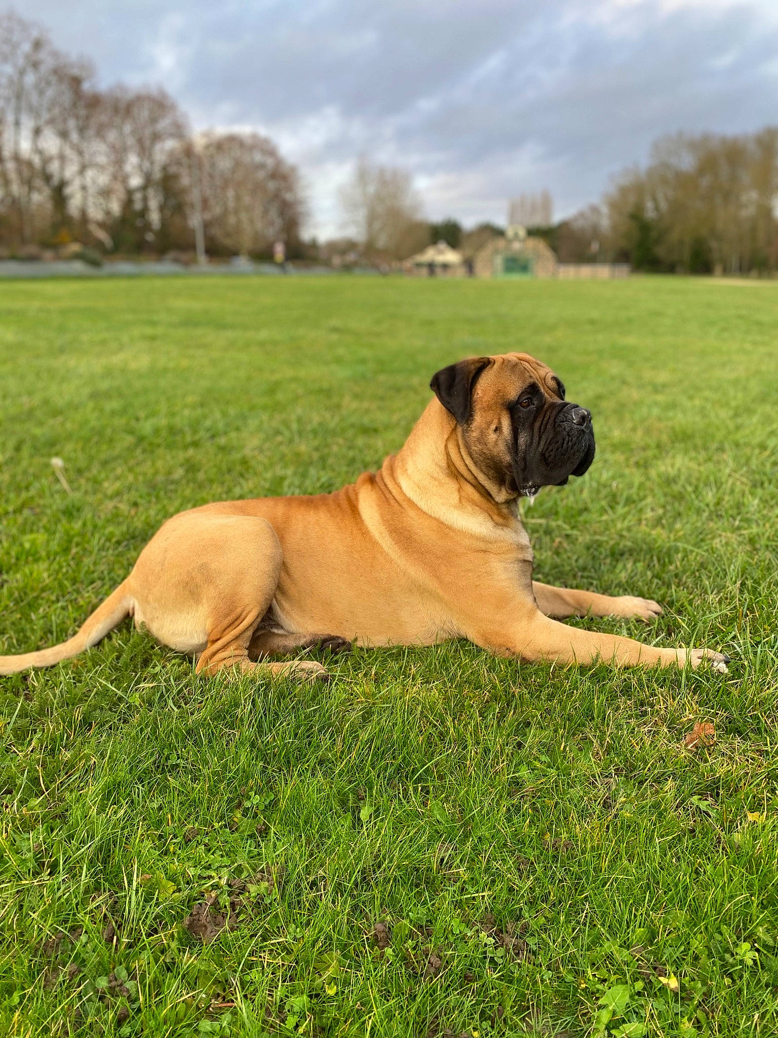 Roy participe au concours pour gagner de l'argent avec cette photo : carnivore, cloud, companion_dog, dog, dog_breed, english_mastiff, fawn, grass, grassland, guard_dog, landscape, molosser, ori_pei, plant, sky, snout, terrestrial_animal, tree, working_dog, wrinkle