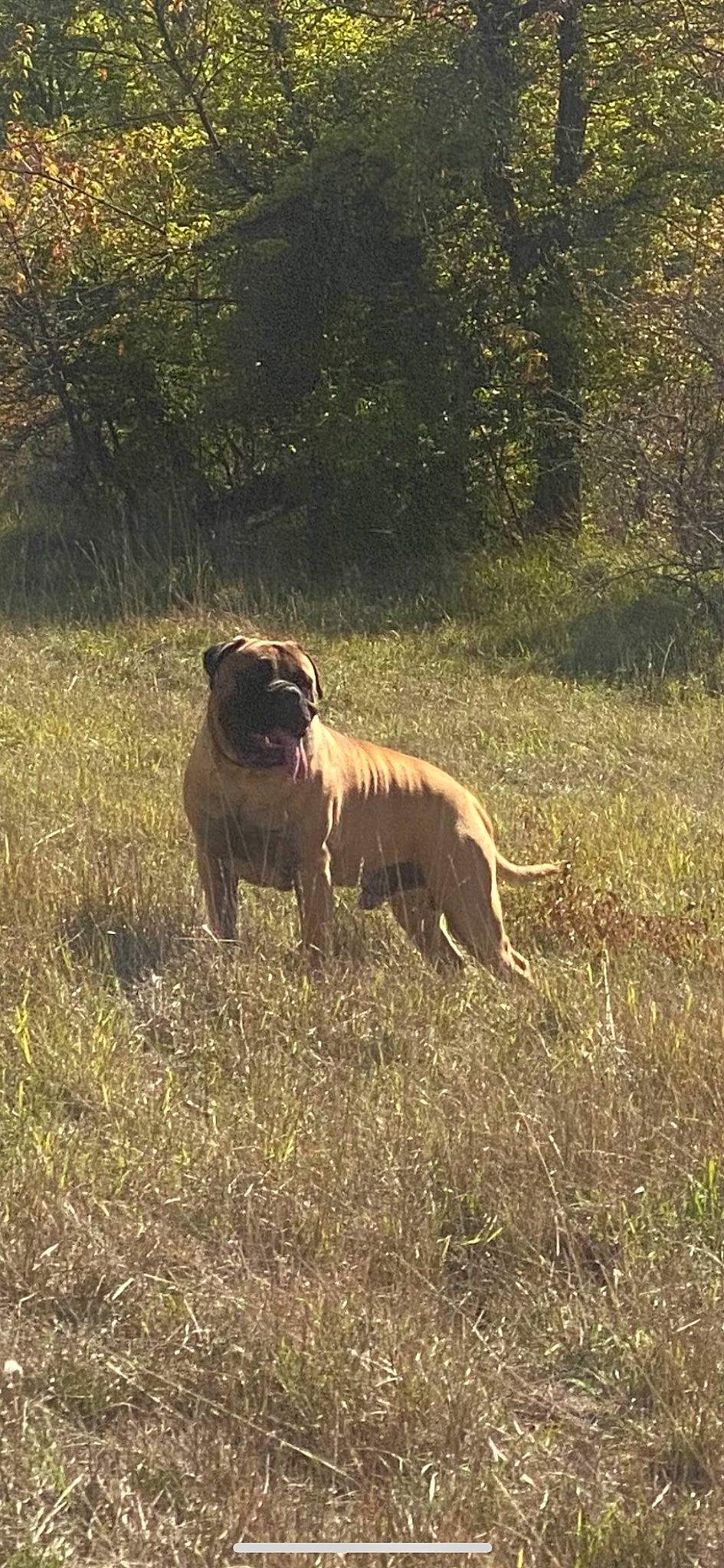 Roy a rejoint le concours — aidez-le/la à gagner de superbes lots ! canidae, carnivore, companion_dog, dog, dog_breed, fawn, grass, grassland, gun_dog, landscape, molosser, plant, pug, snout, soil, sporting_group, tail, terrestrial_animal, tree, working_animal