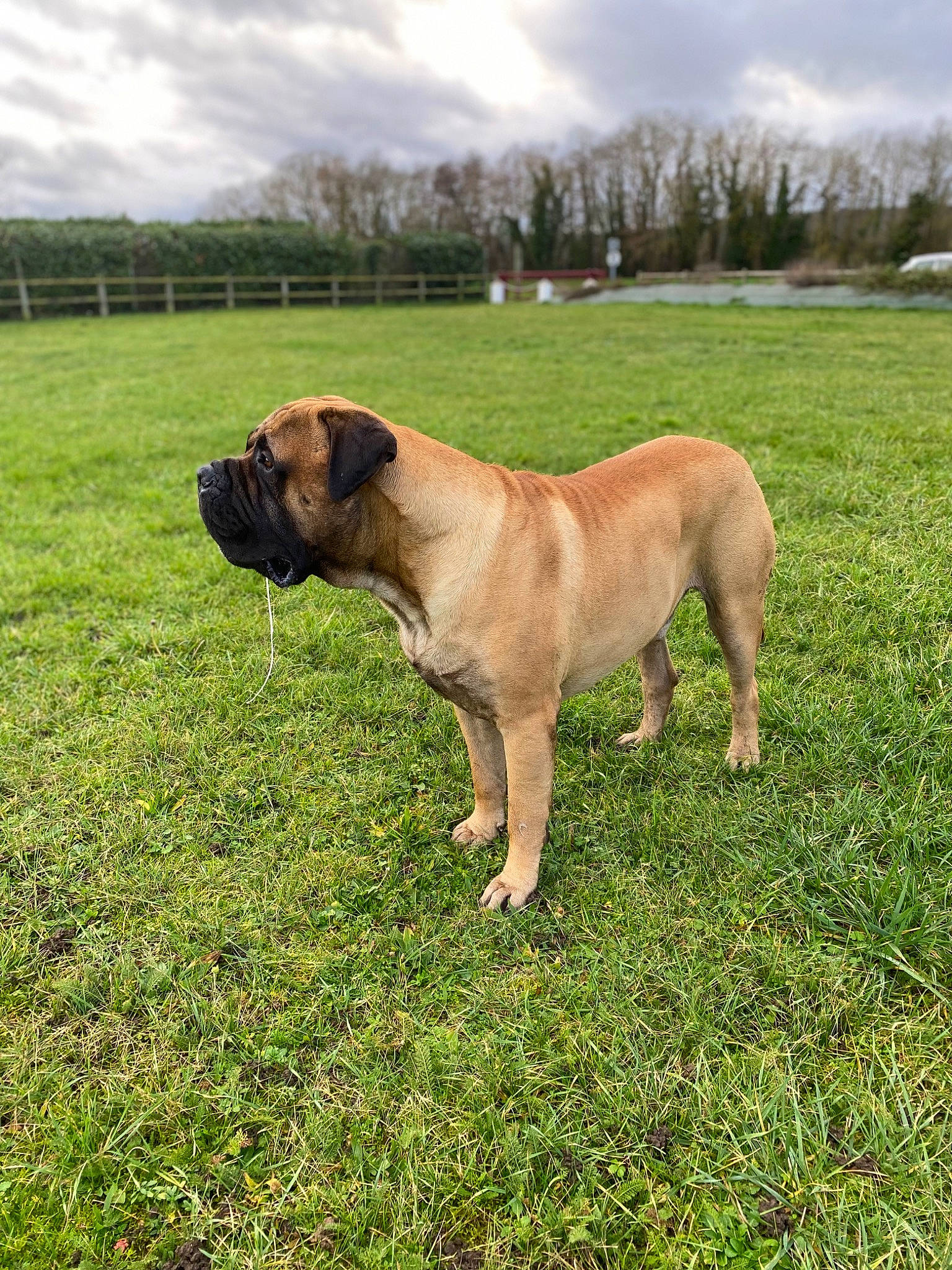 Roy participe au concours pour gagner de l'argent avec cette photo : boxer, canidae, carnivore, cloud, collar, companion_dog, dog, dog_breed, fawn, fence, grass, grassland, molosser, plant, sky, snout, sporting_group, tail, tree, working_dog