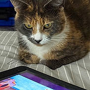 Pebbles is registered to the contest to win money with this photo: cat, tablet, bed, striped_bedspread, indoor, curious, technology, animal, pet, feline, closeup, brown_fur, white_fur, black_fur, screen, game, device, resting, looking, cozy