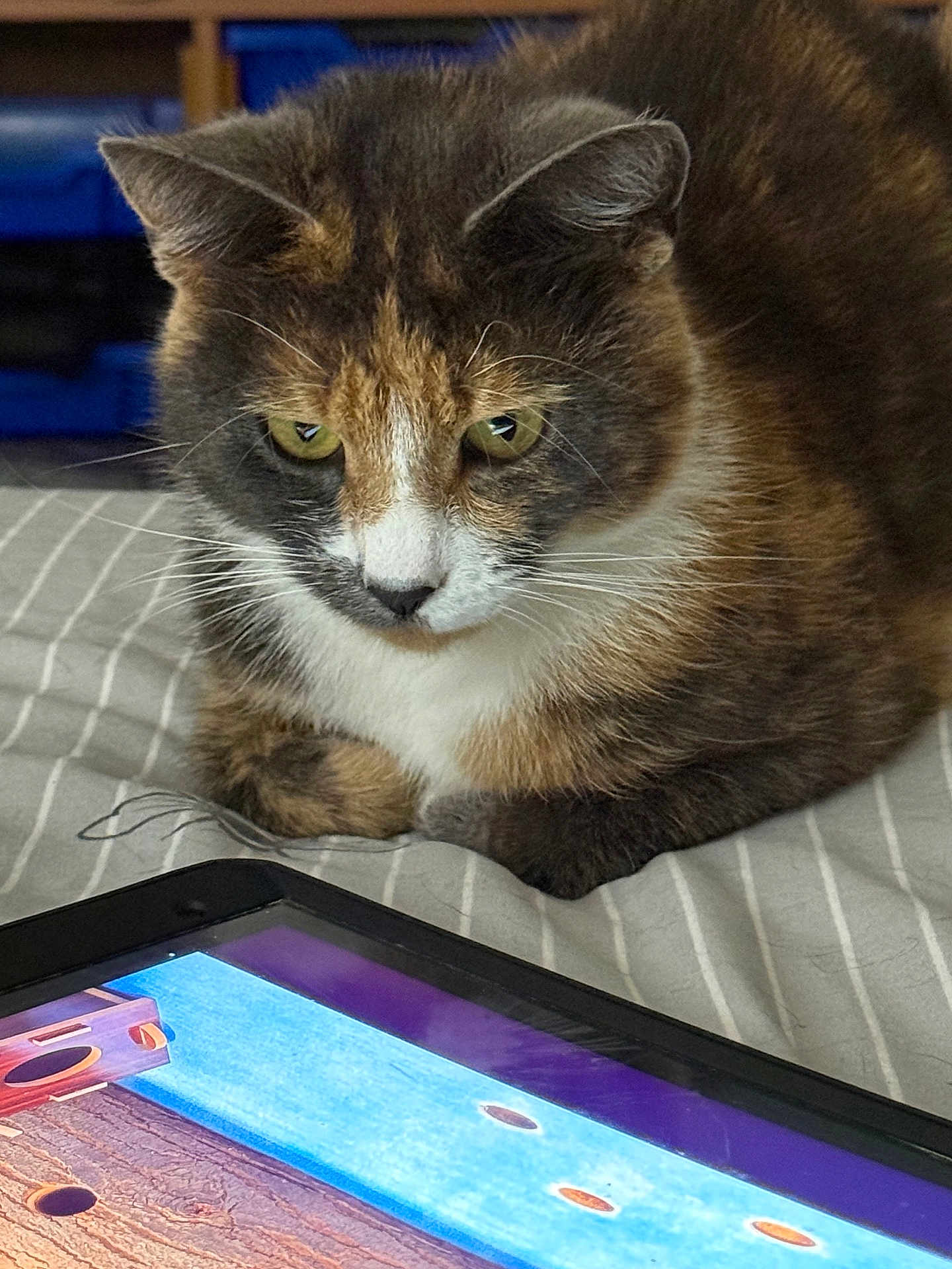 Pebbles