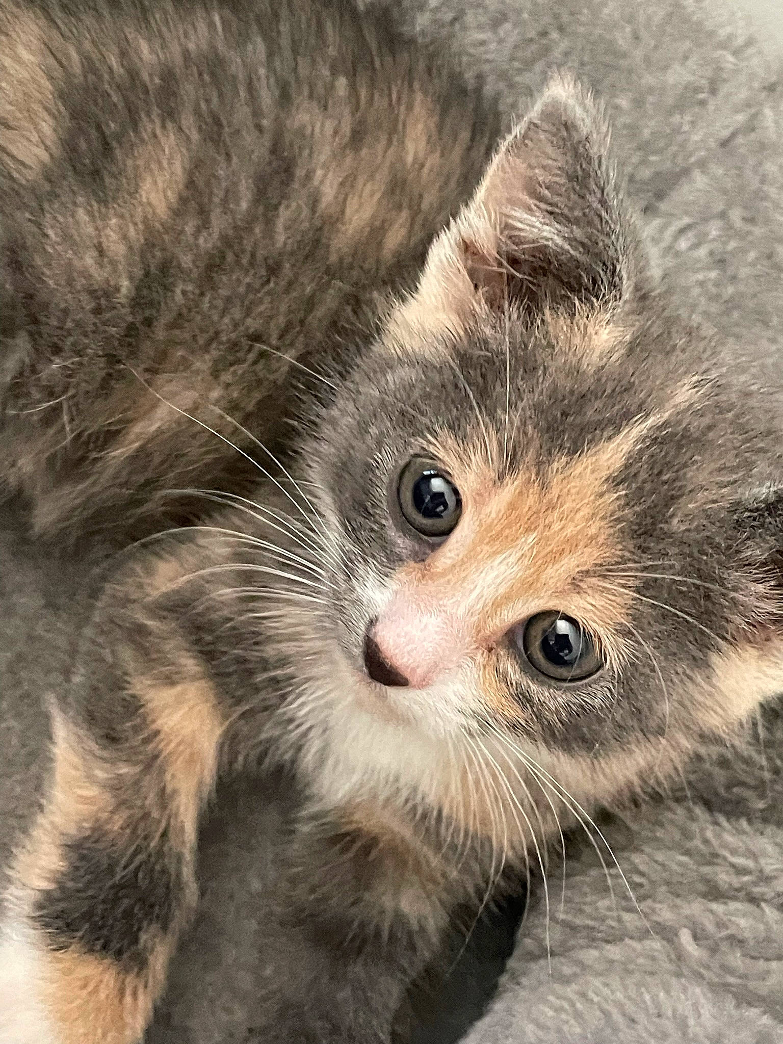 Pebbles is registered to the contest to win money with this photo: british_longhair, carnivore, cat, claw, comfort, domestic_short_haired_cat, fawn, felidae, fur, monochrome, paw, small_to_medium_sized_cats, snout, tail, terrestrial_animal, whiskers, wildlife