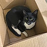 Sox joined the competition — help win amazing prizes! cat, tuxedo_cat, black_and_white, animal, pet, feline, cardboard_box, indoors, portrait, yellow_eyes, whiskers, ears, paws, fur, sitting, curled_up, cute, home, floor, photography