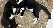 Sox joined the competition — help win amazing prizes! cats, two_cats, tuxedo_cats, black_and_white, pet, feline, cuddling, lying_down, indoors, carpet, floor, home, door, white_trim, long_tail, whiskers, green_eyes, animal_portrait, companionship, cute
