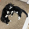 cats, two_cats, tuxedo_cats, black_and_white, pet, feline, cuddling, lying_down, indoors, carpet, floor, home, door, white_trim, long_tail, whiskers, green_eyes, animal_portrait, companionship, cute
