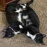 Sox is registered to the contest to win money with this photo: cats, black_and_white, felines, pets, animals, carpet, indoor, home, playing, cuddling, intertwined, lying_down, relaxed, whiskers, green_eyes, paws, tails, fur, furniture, cozy