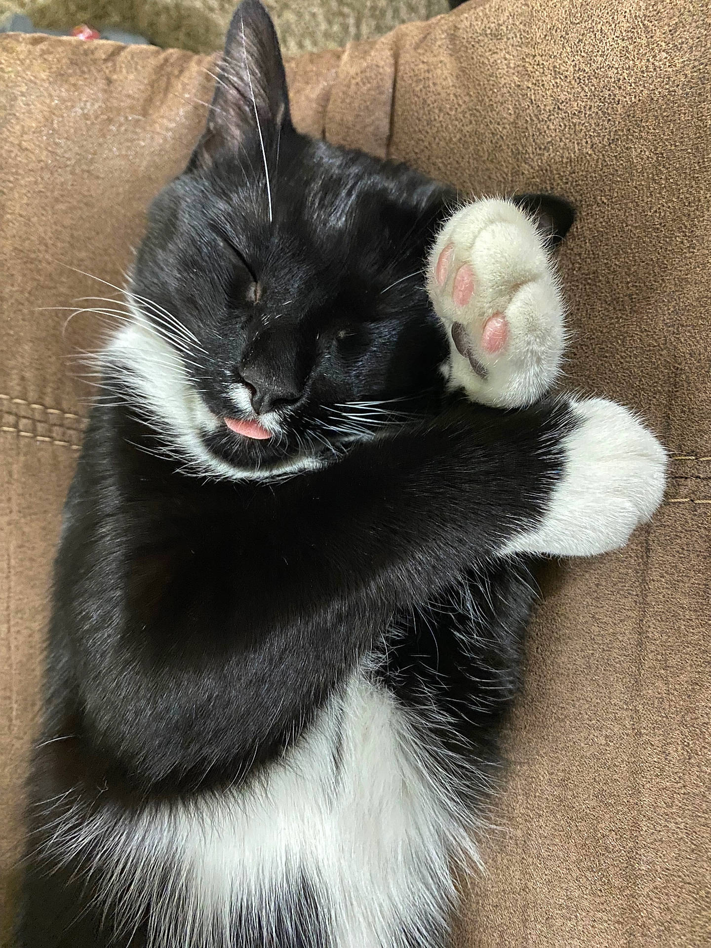 Sox is registered to the contest to win money with this photo: animal, black_and_white, cat, close_up, couch, cute, feline, funny, fur, indoor, paw, paw_pads, pet, pink_paw_pads, portrait, relaxed, sleepy, tongue, tuxedo_cat, whiskers