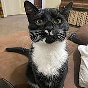 Sox joined the competition — help win amazing prizes! cat, tuxedo_cat, black_and_white, pet, animal, whiskers, green_eyes, sitting, indoors, couch, living_room, home, portrait, close_up, fur, ears, tail, feline, alert, photography