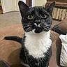 cat, tuxedo_cat, black_and_white, pet, animal, whiskers, green_eyes, sitting, indoors, couch, living_room, home, portrait, close_up, fur, ears, tail, feline, alert, photography