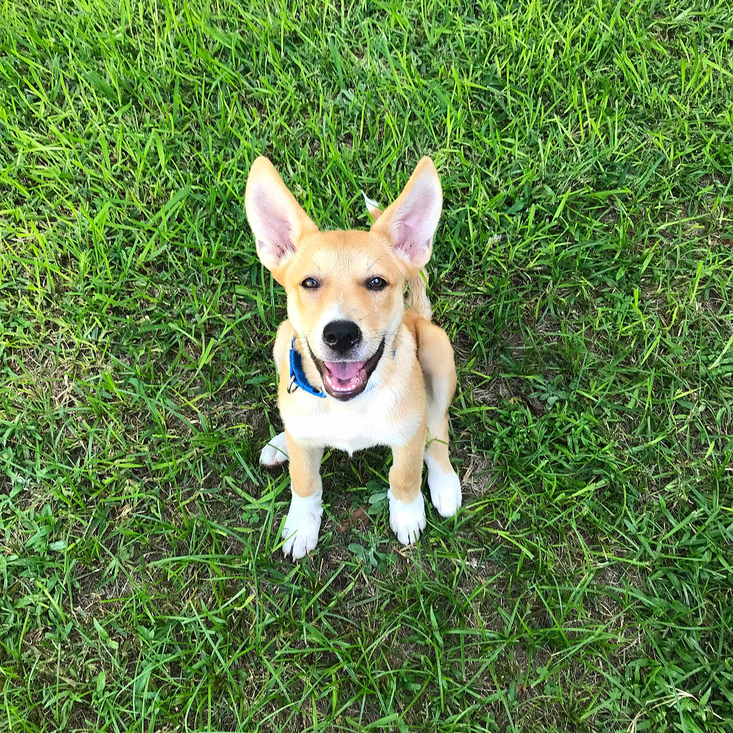 Sarabi joined the competition — help win amazing prizes! animal, canine, collar, cute, dog, ears, friendly, fur, grass, greenery, happy, nature, outdoor, pet, playful, puppy, sitting, smiling, tongue, young