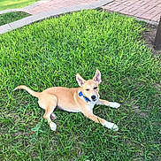 Sarabi is registered to the contest to win money with this photo: dog, grass, outdoor, collar, pavement, pet, canine, animal, greenery, relaxed, sidewalk, nature, daylight, lawn, ears, fur, resting, alert, young_dog, ground