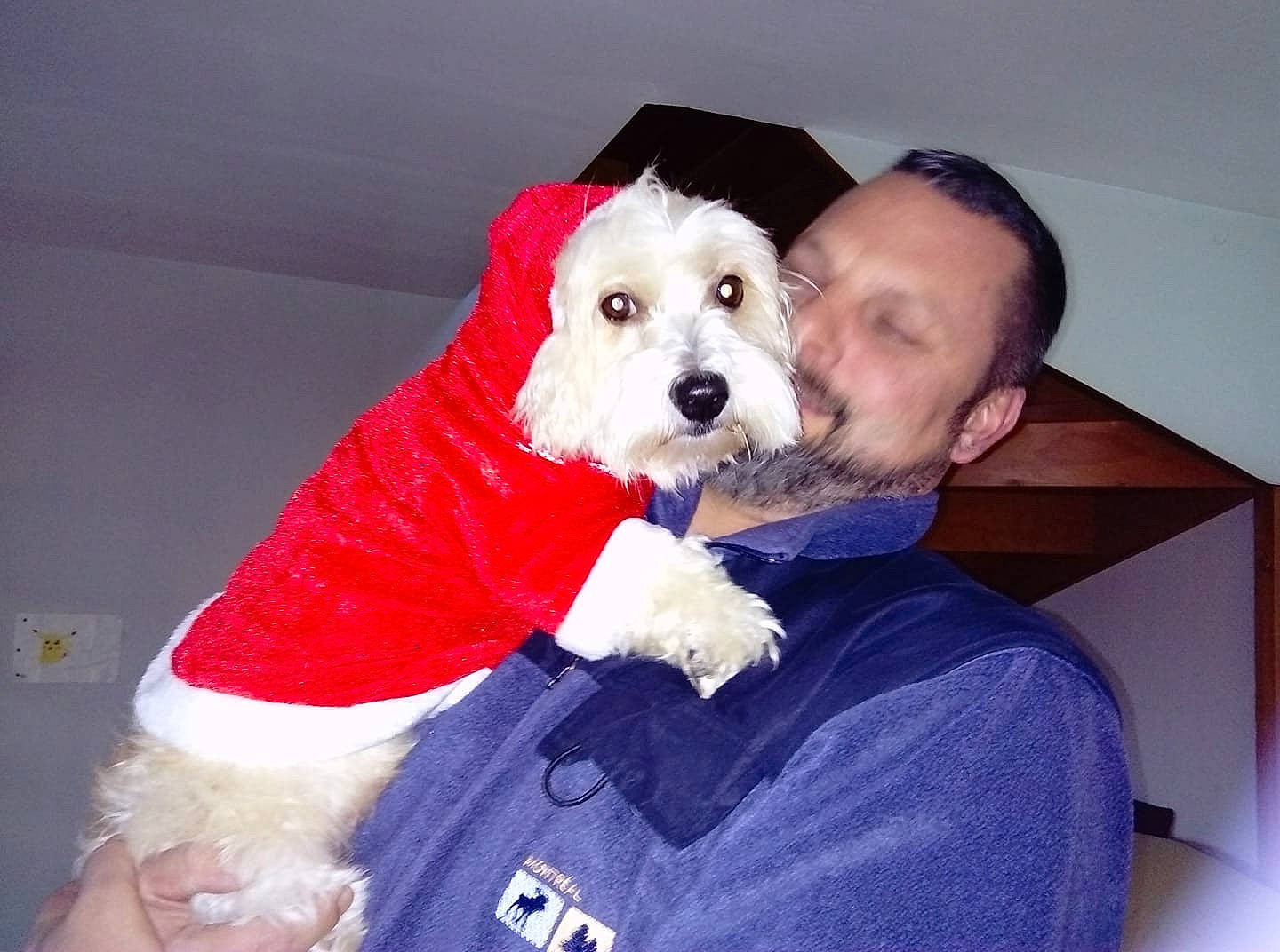 Gaspars a rejoint le concours — aidez-le/la à gagner de superbes lots ! canidae, carnivore, cavachon, cockapoo, companion_dog, coton_de_tulear, dog, dog_breed, dog_clothes, goldendoodle, maltese, non_sporting_group, old_english_sheepdog, person, petit_basset_griffon_vendeen, puppy, puppy_love, schnoodle, sealyham_terrier, sporting_group