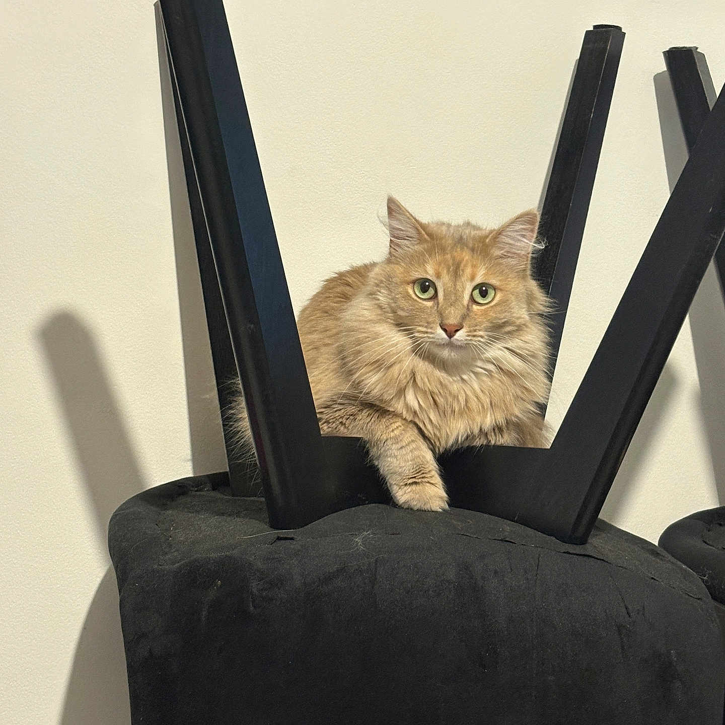 Naya a rejoint le concours — aidez-le/la à gagner de superbes lots ! animal, black_furniture, cat, chair, curious, domestic_cat, feline, fluffy_fur, home, indoor, legs, looking_at_camera, orange_tabby, pet, relaxed, resting, shadow, sitting, upside_down_chair, wall