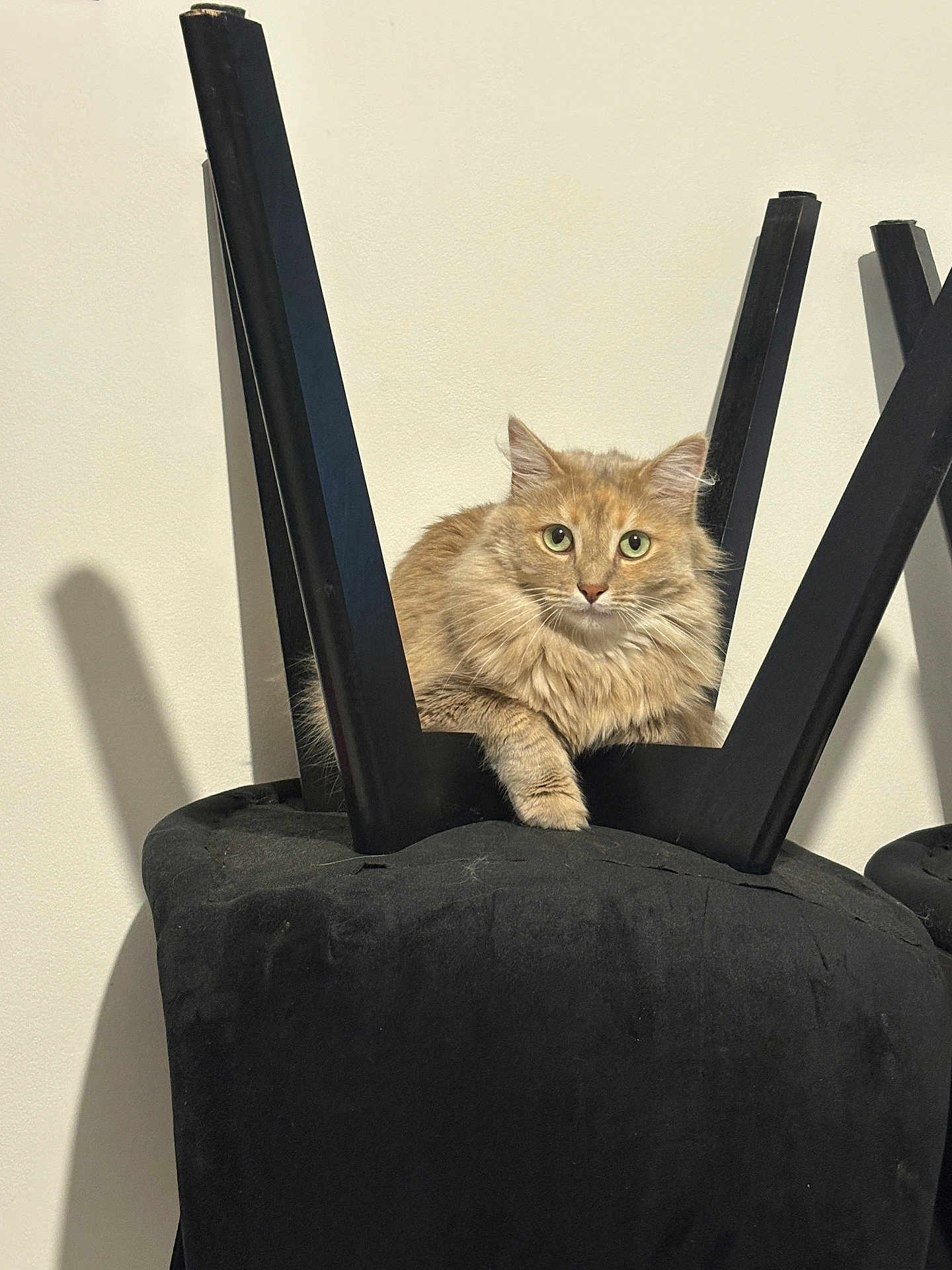 Naya a rejoint le concours — aidez-le/la à gagner de superbes lots ! cat, orange_tabby, fluffy_fur, chair, upside_down_chair, black_furniture, indoor, pet, feline, relaxed, looking_at_camera, animal, domestic_cat, resting, legs, wall, shadow, curious, sitting, home