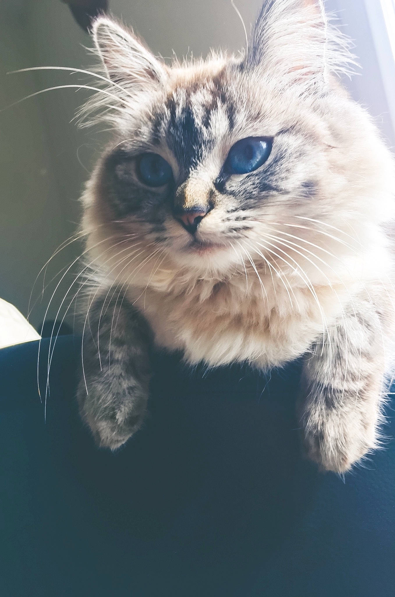 Lily a rejoint le concours — aidez-le/la à gagner de superbes lots ! carnivore, cat, claw, domestic_short_haired_cat, door, electric_blue, fawn, felidae, fur, paw, photo_caption, plant, small_to_medium_sized_cats, snout, tail, terrestrial_animal, whiskers, window