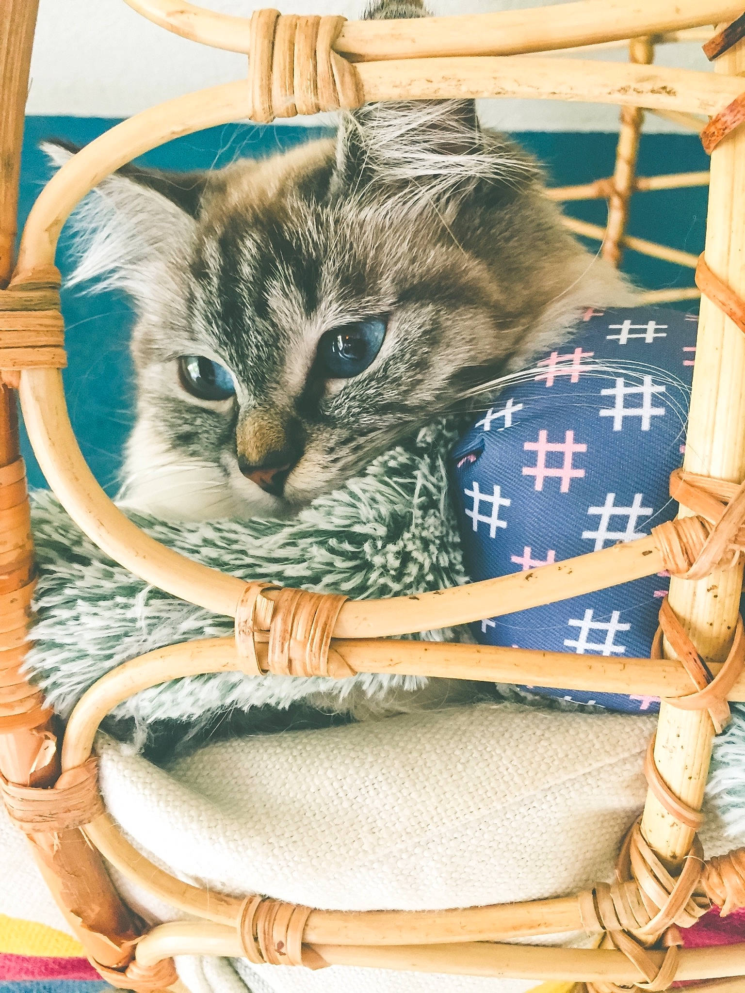 Lily a rejoint le concours — aidez-le/la à gagner de superbes lots ! bag, basket, carnivore, cat, cat_supply, comfort, domestic_short_haired_cat, fashion_accessory, fawn, felidae, fur, linens, luggage_and_bags, pattern, shoulder_bag, sitting, small_to_medium_sized_cats, tail, whiskers, wood