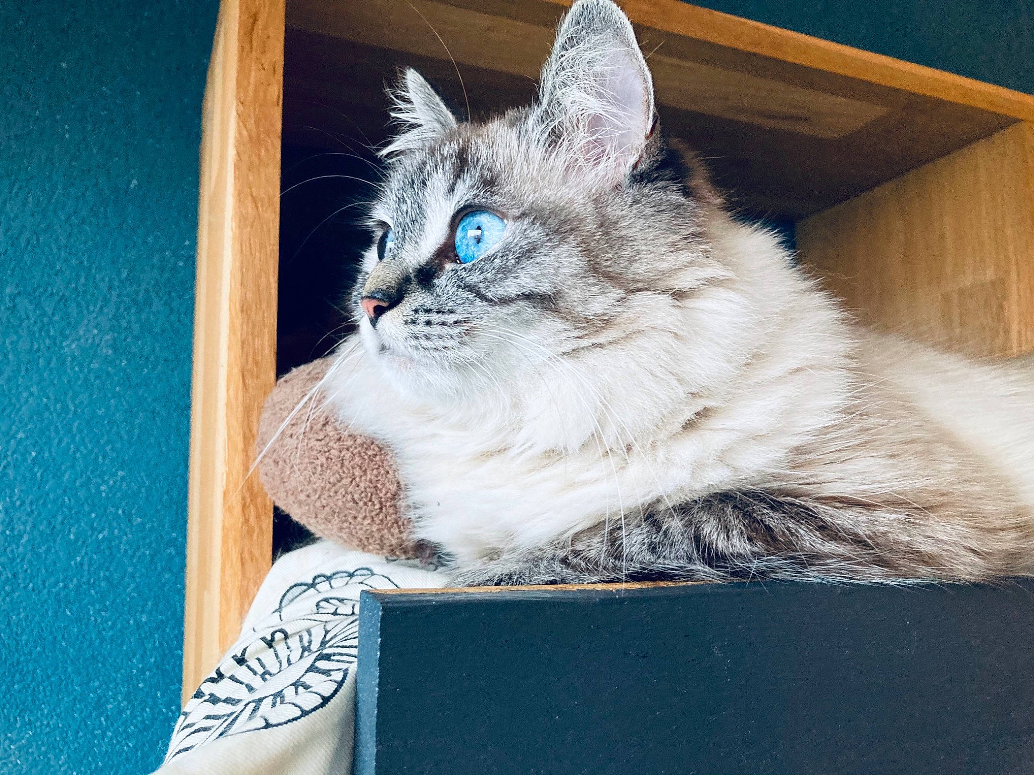 Lily a rejoint le concours — aidez-le/la à gagner de superbes lots ! blue, box, carnivore, cat, claw, domestic_short_haired_cat, electric_blue, fawn, felidae, fur, grey, paw, photo_caption, ragdoll, small_to_medium_sized_cats, snout, tail, whiskers, window, wood