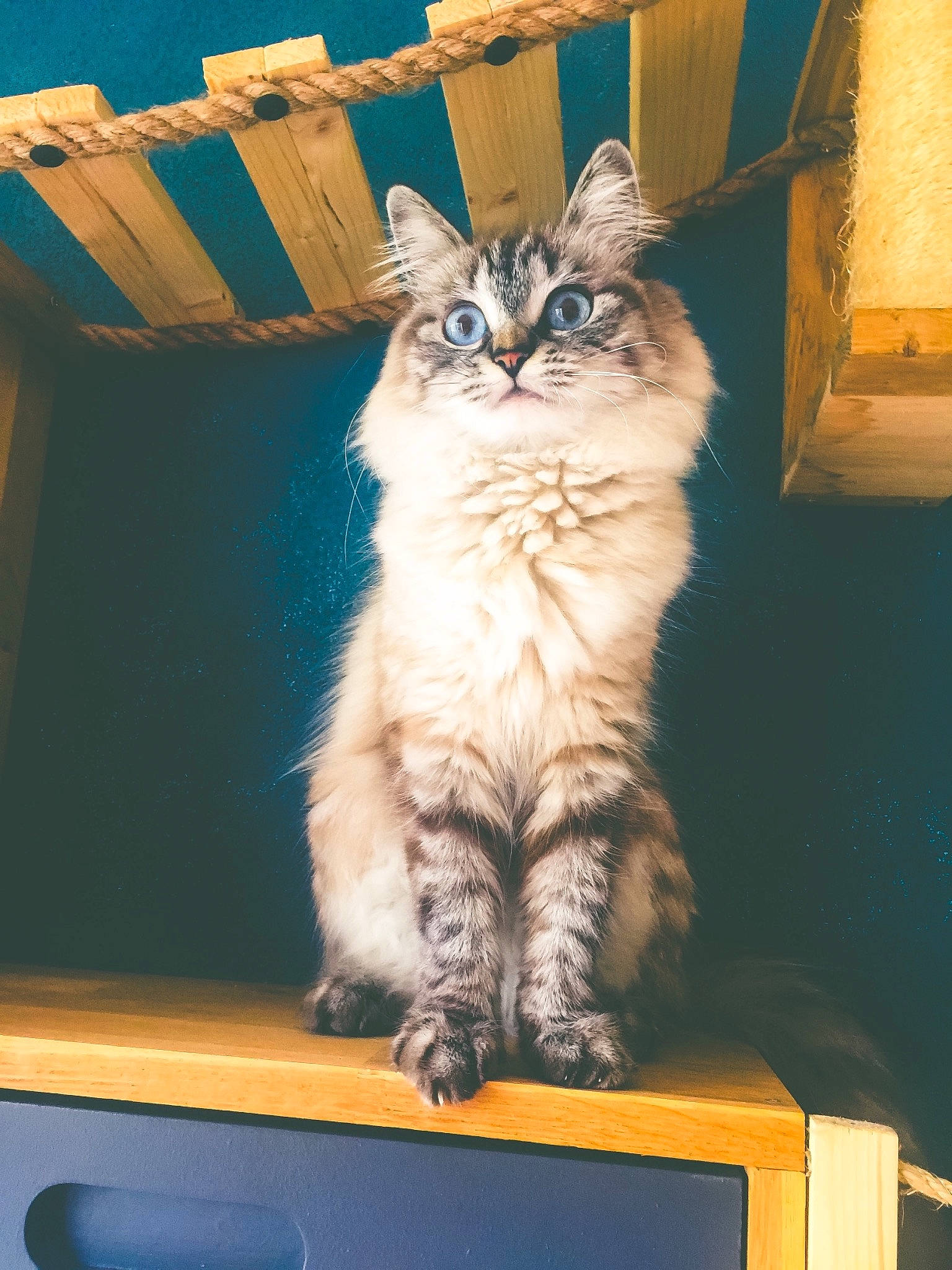 Lily a rejoint le concours — aidez-le/la à gagner de superbes lots ! blue, carnivore, cat, claw, domestic_short_haired_cat, electric_blue, fawn, felidae, flooring, fur, hardwood, maine_coon, paw, plant, small_to_medium_sized_cats, snout, tail, whiskers, window, wood