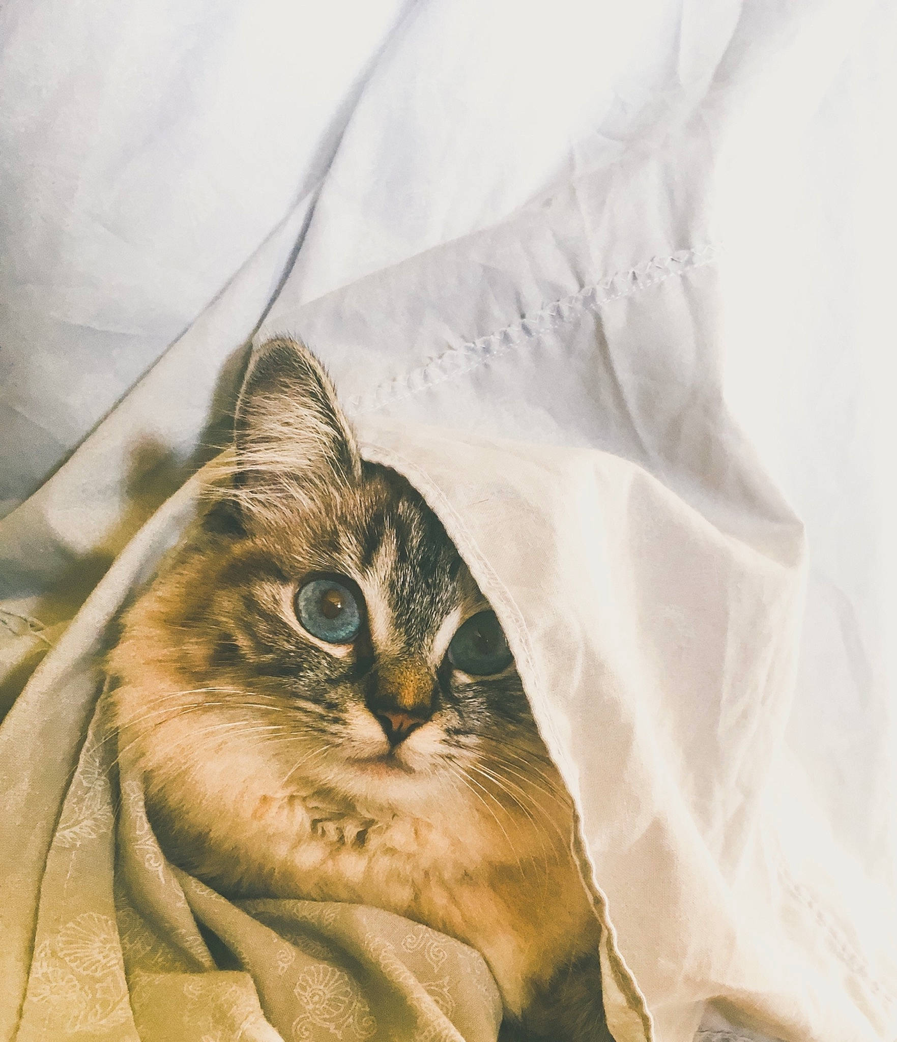 Lily participe au concours pour gagner de l'argent avec cette photo : carnivore, cat, comfort, domestic_short_haired_cat, fawn, felidae, fur, plant, small_to_medium_sized_cats, snout, terrestrial_animal, tree, whiskers, wood