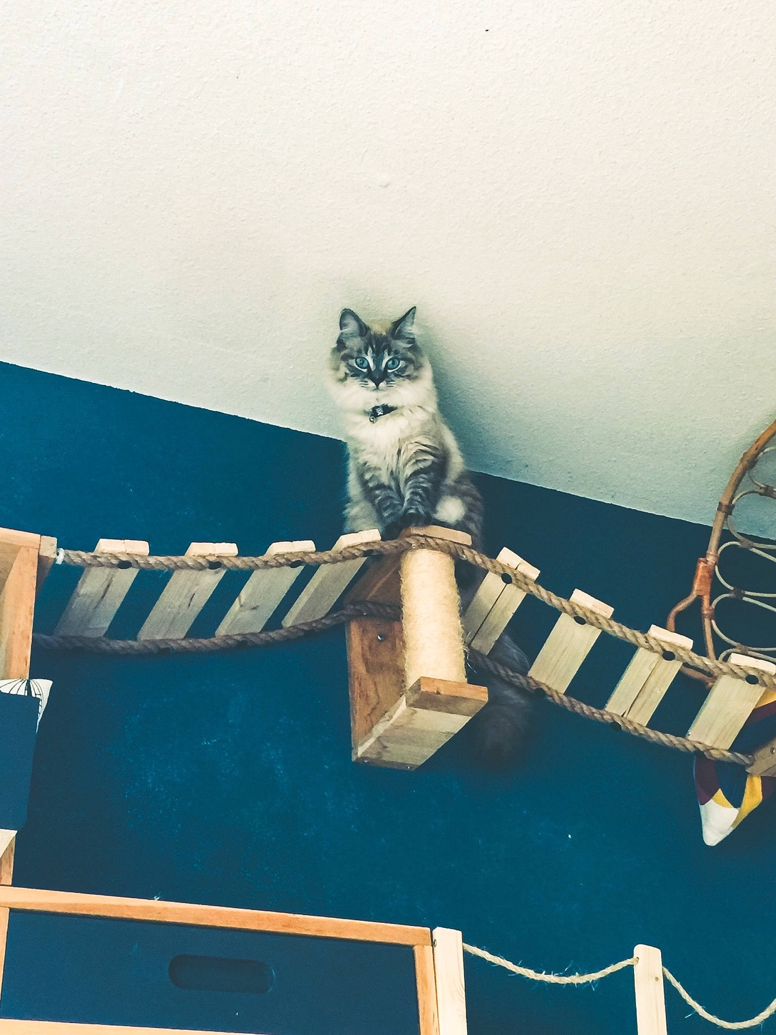 Lily a rejoint le concours — aidez-le/la à gagner de superbes lots ! art, carnivore, cat, domestic_short_haired_cat, felidae, font, grey, guitar_accessory, metal, paper_product, plucked_string_instruments, room, sitting, small_to_medium_sized_cats, stairs, tail, toy, visual_arts, whiskers, wood