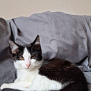 Elio participe au concours pour gagner de l'argent avec cette photo : cat, black_and_white_cat, pet, indoor, bed, gray_bedspread, resting, animal, feline, cute, fur, whiskers, ears, relaxed, looking_at_camera, cozy, sleepy, domestic_animal, young_cat, quiet