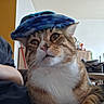 Oscar participe au concours pour gagner de l'argent avec cette photo : cat, tabby_cat, hat, sunglasses, indoor, furniture, curious, close_up, pet, animal, relaxed, living_room, person_arm, casual, domestic, whiskers, cute, cozy, portrait, resting