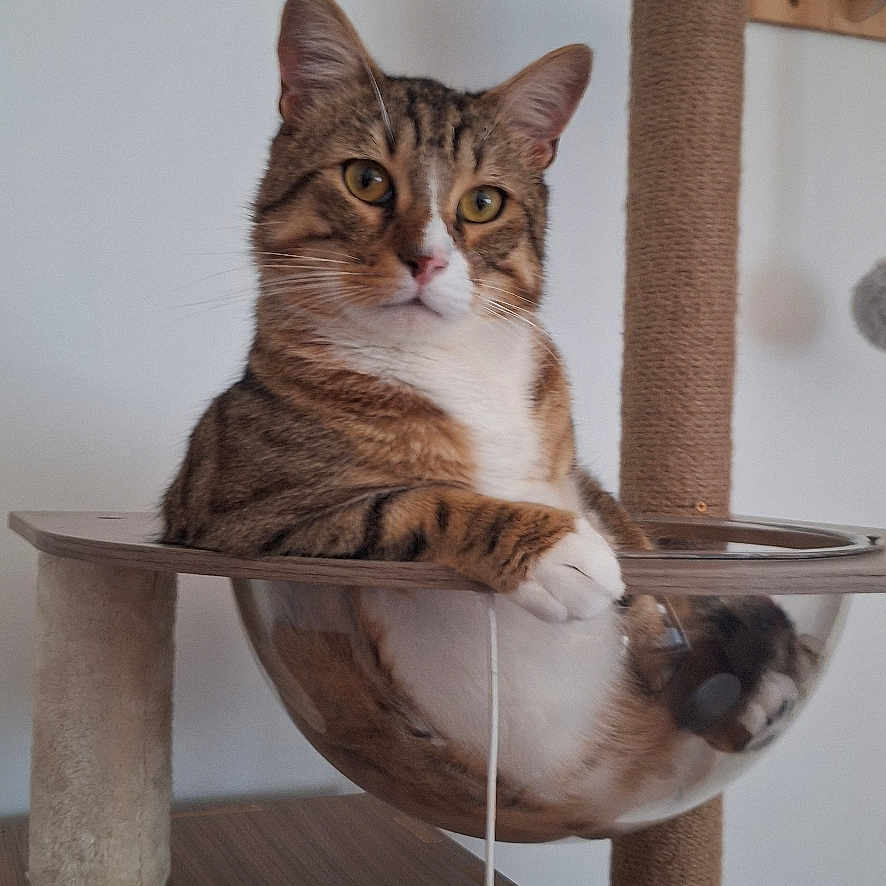 Oscar a rejoint le concours — aidez-le/la à gagner de superbes lots ! cat, tabby_cat, pet, animal, indoor, cat_tree, hammock, feline, relaxed, cozy, wooden_furniture, toy, fluffy_toy, domestic_animal, looking_at_camera, paws, ears, whiskers, fur, home