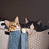 Oscar participe au concours pour gagner de l'argent avec cette photo : cat, cats, laundry_basket, denim_jacket, indoor, pets, feline, curious, resting, white_basket, black_and_white_cat, tabby_cat, cute, animal, domestic_animal, two_cats, looking_out, cozy, household, companions
