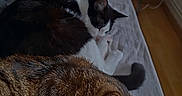 Oscar participe au concours pour gagner de l'argent avec cette photo : cat, tabby_cat, black_and_white_cat, bed, sheet, sleeping, indoor, furniture, mirror, room, relaxing, pet, fur, whiskers, domestic_animal, cozy, nap, retreat, quiet, home
