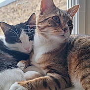 Oscar participe au concours pour gagner de l'argent avec cette photo : cat, cats, tabby_cat, tuxedo_cat, window, windowsill, pets, animal, feline, snuggling, cozy, resting, indoor, natural_light, fur, whiskers, ears, sleepy, cute, companions