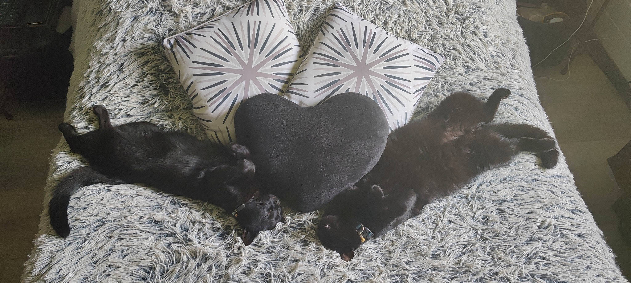 Loulou Et Samba a rejoint le concours — aidez-le/la à gagner de superbes lots ! black_cat, canidae, carnivore, comfort, companion_dog, dog, dog_breed, fawn, felidae, grass, grey, liver, paw, small_to_medium_sized_cats, snout, sporting_group, tail, terrestrial_animal, whiskers, working_animal