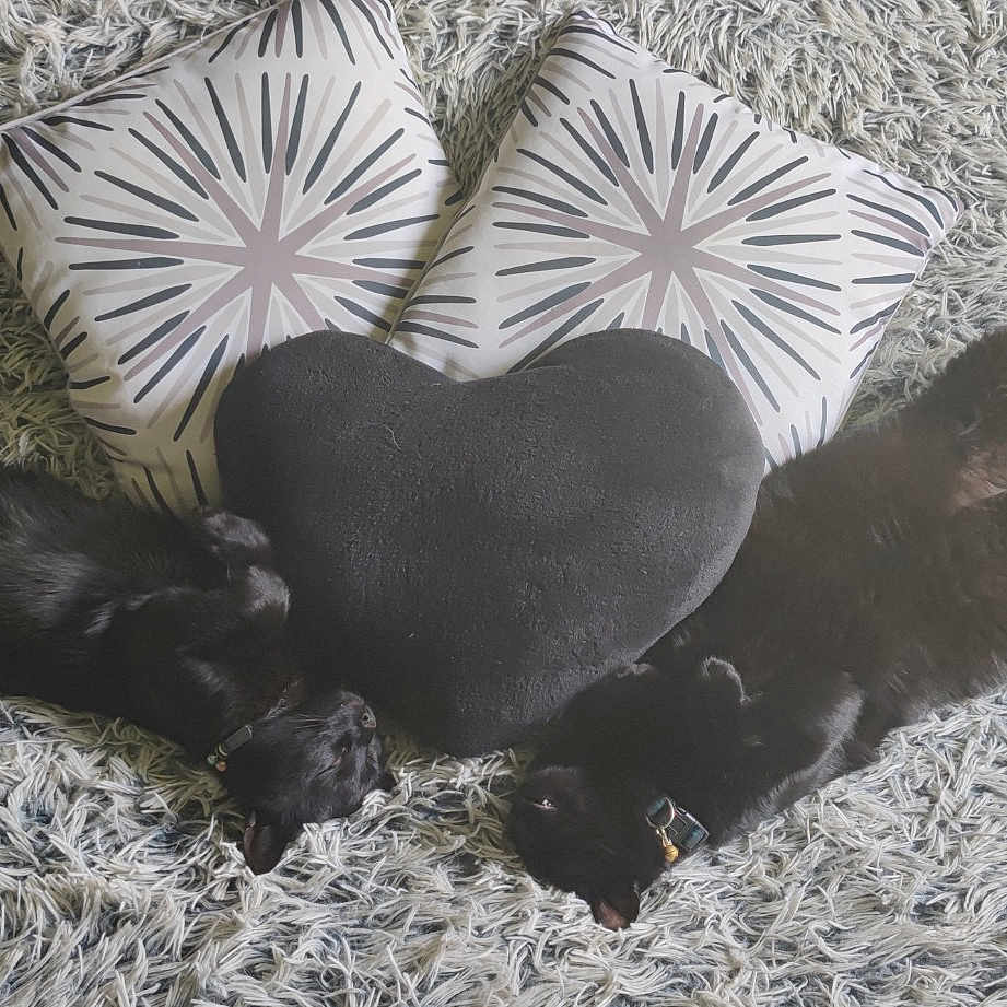Loulou Et Samba