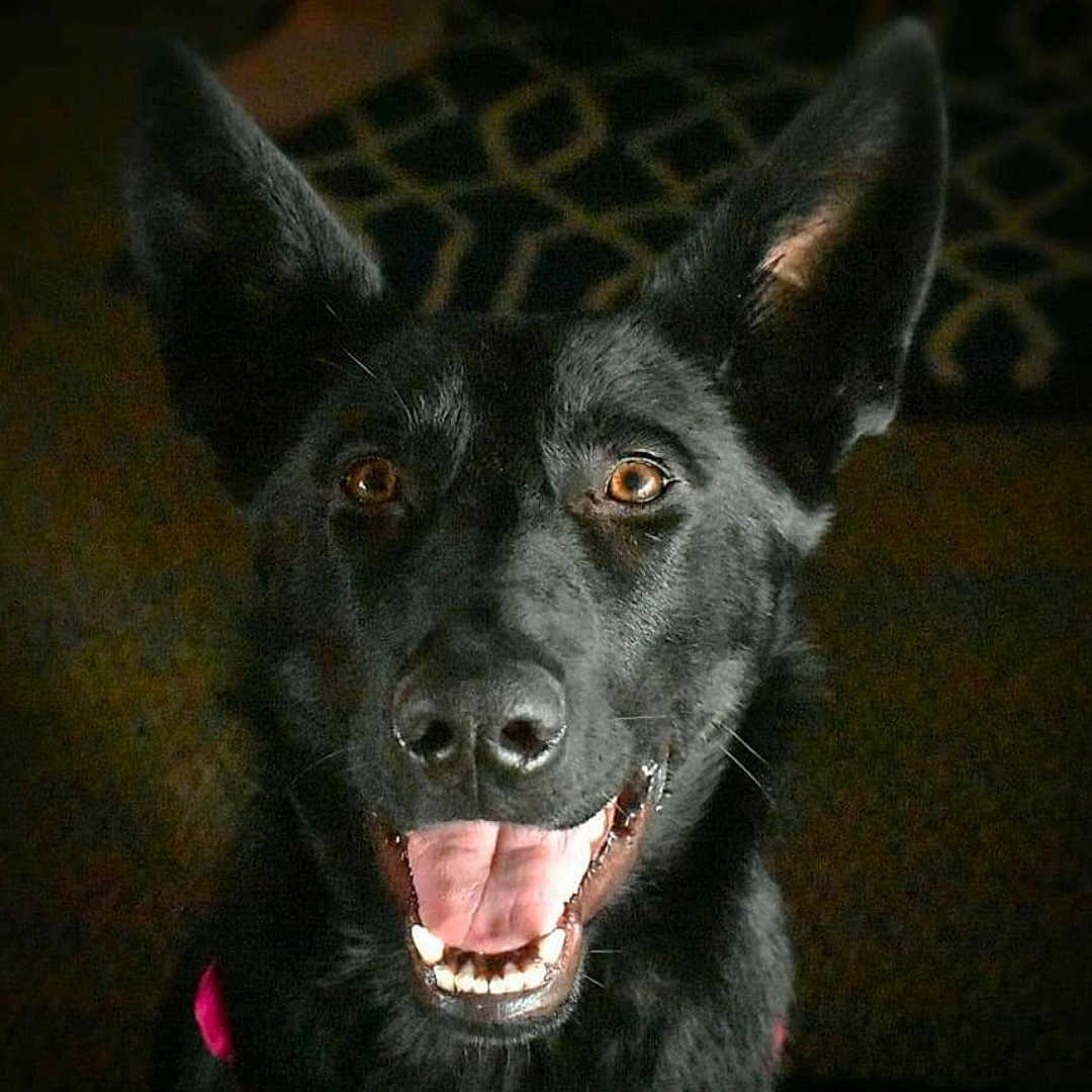 Remington Koko joined the competition — help win amazing prizes! animal, bodypart, canine, coyote, dog, germanshepherd, hound, husky, labradorretriever, mouth, person, pet, policedog, puppy, silhouette, snout, teeth, tongue