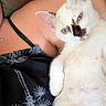 Bastet participe au concours pour gagner de l'argent avec cette photo : cat, kitten, white_fur, blue_eyes, fluffy, pet, animal, portrait, close_up, indoors, lap, person, relaxed, sitting, lying_down, whiskers, ears, nose, black_clothing, cuddling