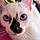 Bastet