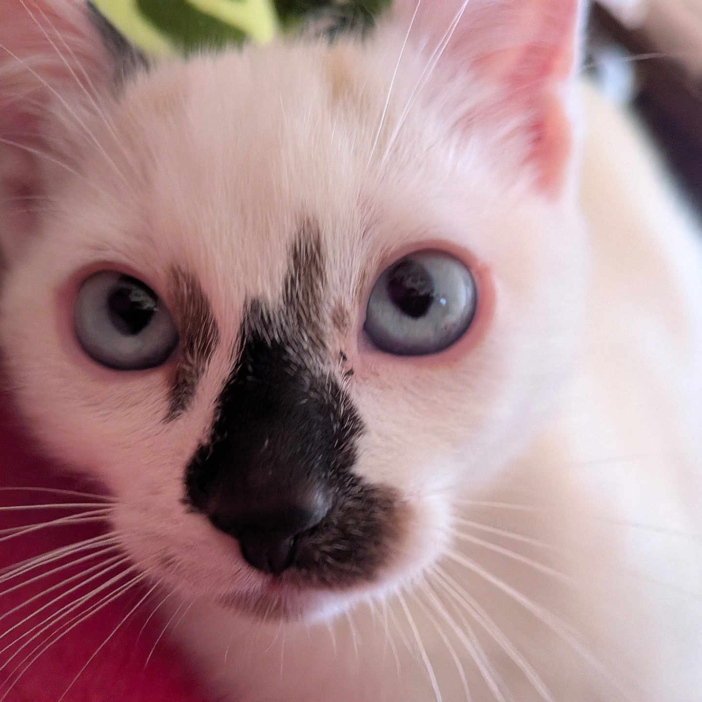 Bastet a rejoint le concours — aidez-le/la à gagner de superbes lots ! cat, kitten, animal, pet, close_up, portrait, face, eyes, blue_eyes, whiskers, fur, white_fur, pink_ears, black_markings, nose, indoor, blurred_background, cute, alert, photography