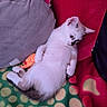 Bastet participe au concours pour gagner de l'argent avec cette photo : kitten, cat, white_cat, fluffy, sleeping, lying_down, relaxed, pet, animal, toy, fish_toy, blanket, cushion, red, green, pink, cozy, indoors, closeup, cute