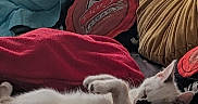 Bastet participe au concours pour gagner de l'argent avec cette photo : cat, white_cat, black_markings, sleeping, relaxed, lying_down, paw, whiskers, pet, animal, blanket, cushion, bed, indoors, cozy, colorful, fabric, furniture, nap, portrait