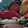 cat, white_cat, black_markings, sleeping, relaxed, lying_down, paw, whiskers, pet, animal, blanket, cushion, bed, indoors, cozy, colorful, fabric, furniture, nap, portrait