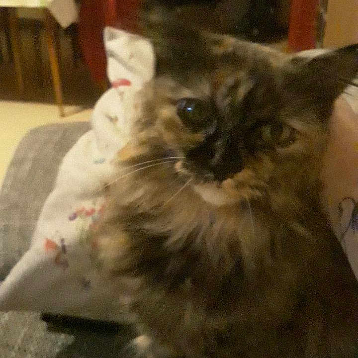 Elaura